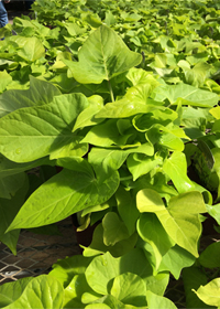 Ipomoea batatas 'Margarita'